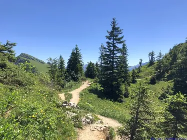 KAC Gaissau Kräuterwanderung 2019 06 29 12 46 35  4707
